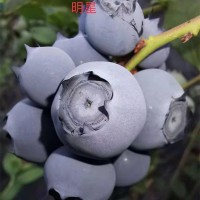 出售地栽藍莓苗 三年營養缽藍莓苗 藍莓苔蘚苗 明星藍莓兔眼藍莓